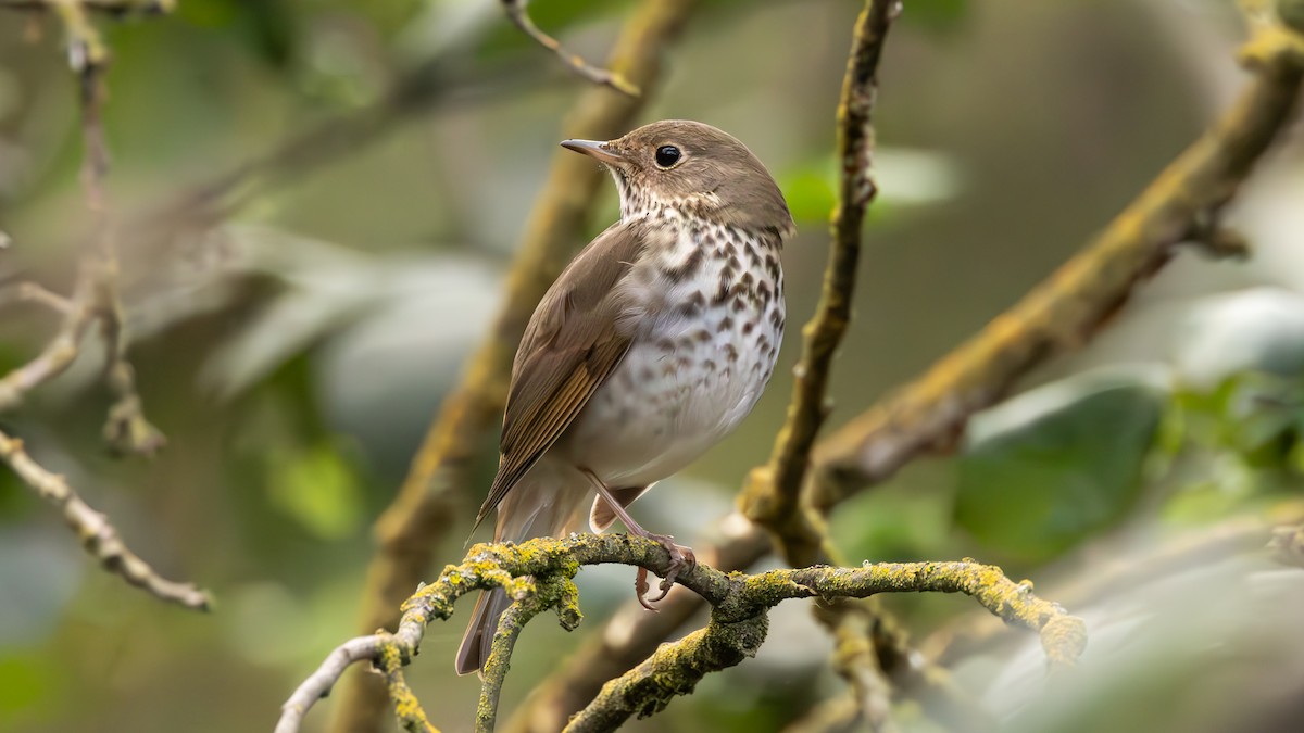 Hermit Thrush - ML652046658