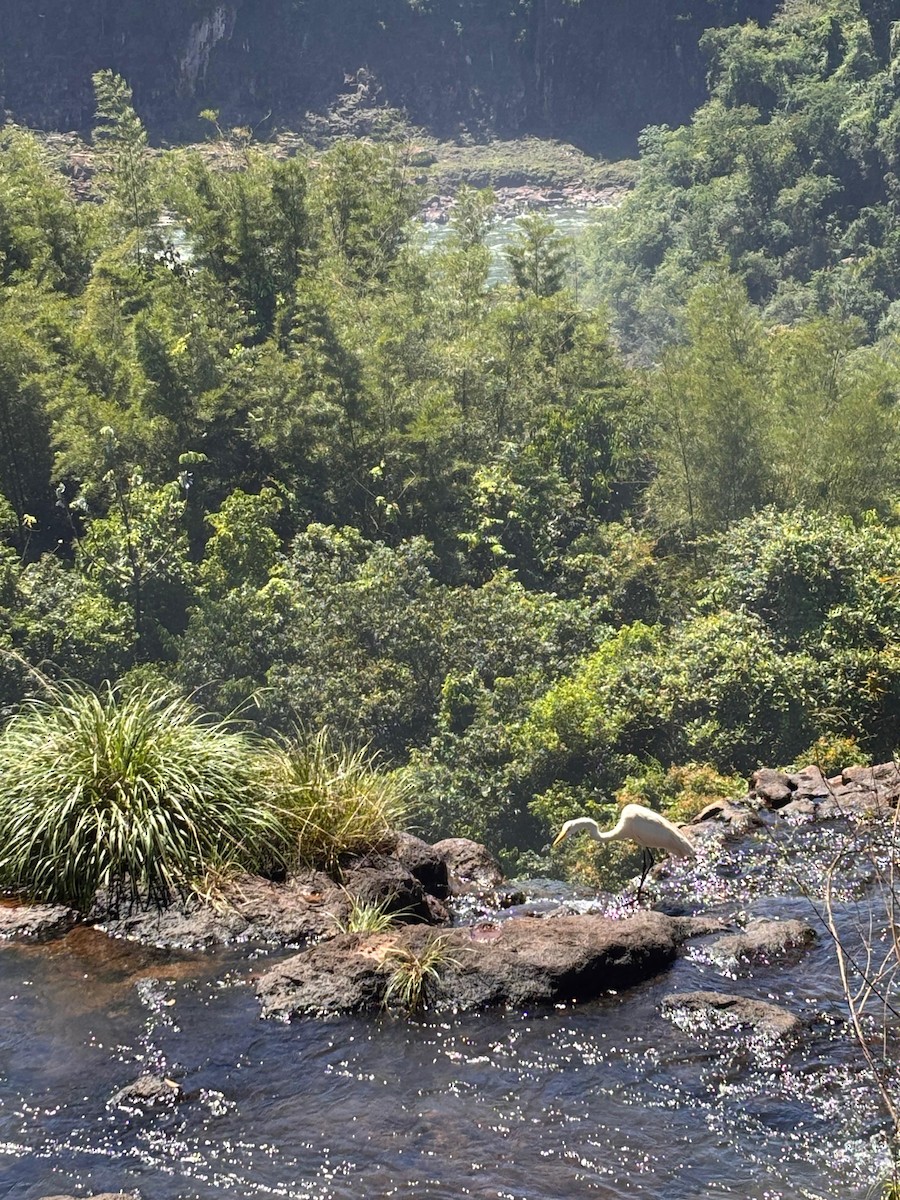 Grande Aigrette - ML652046662