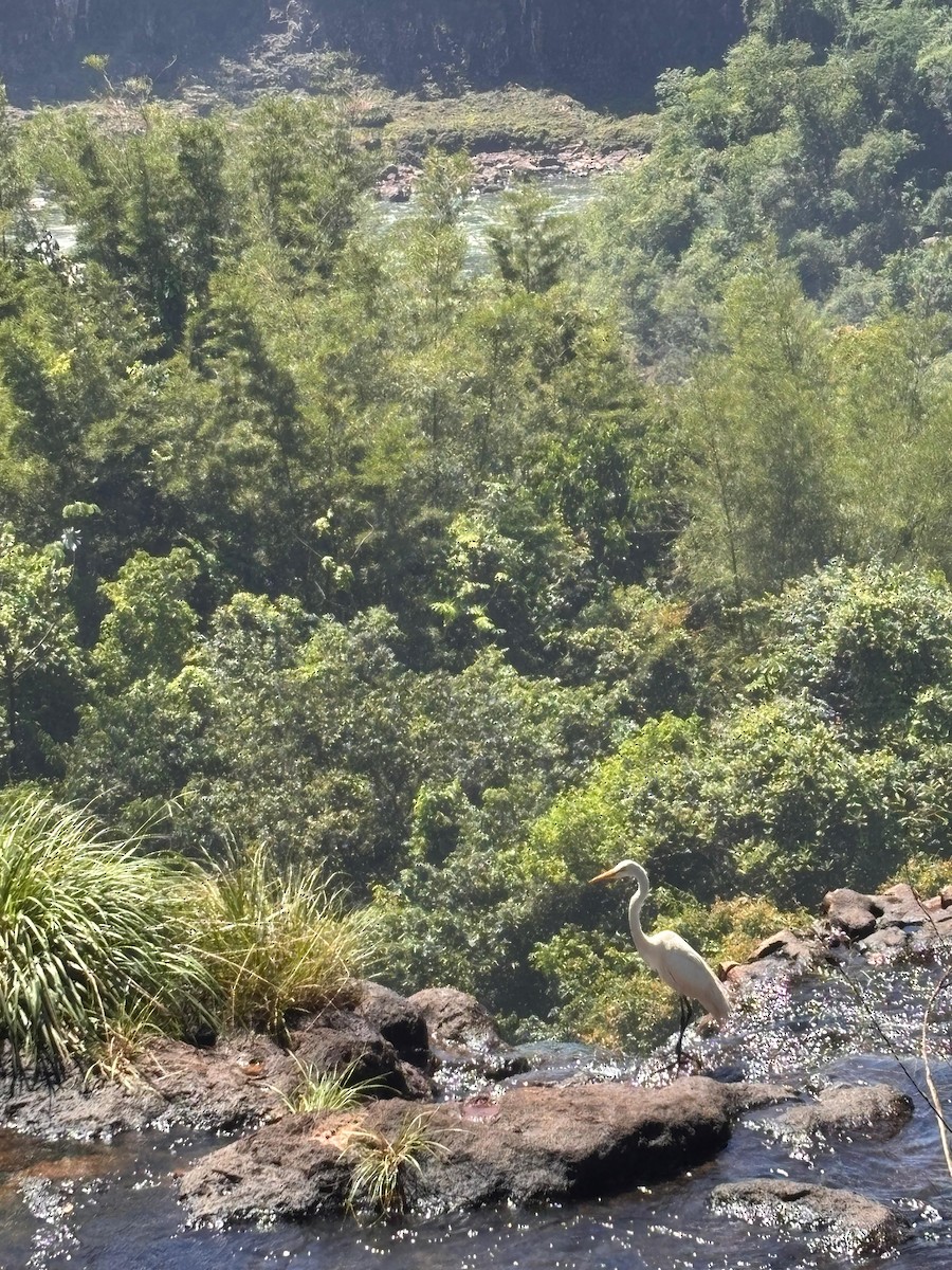 Grande Aigrette - ML652046663