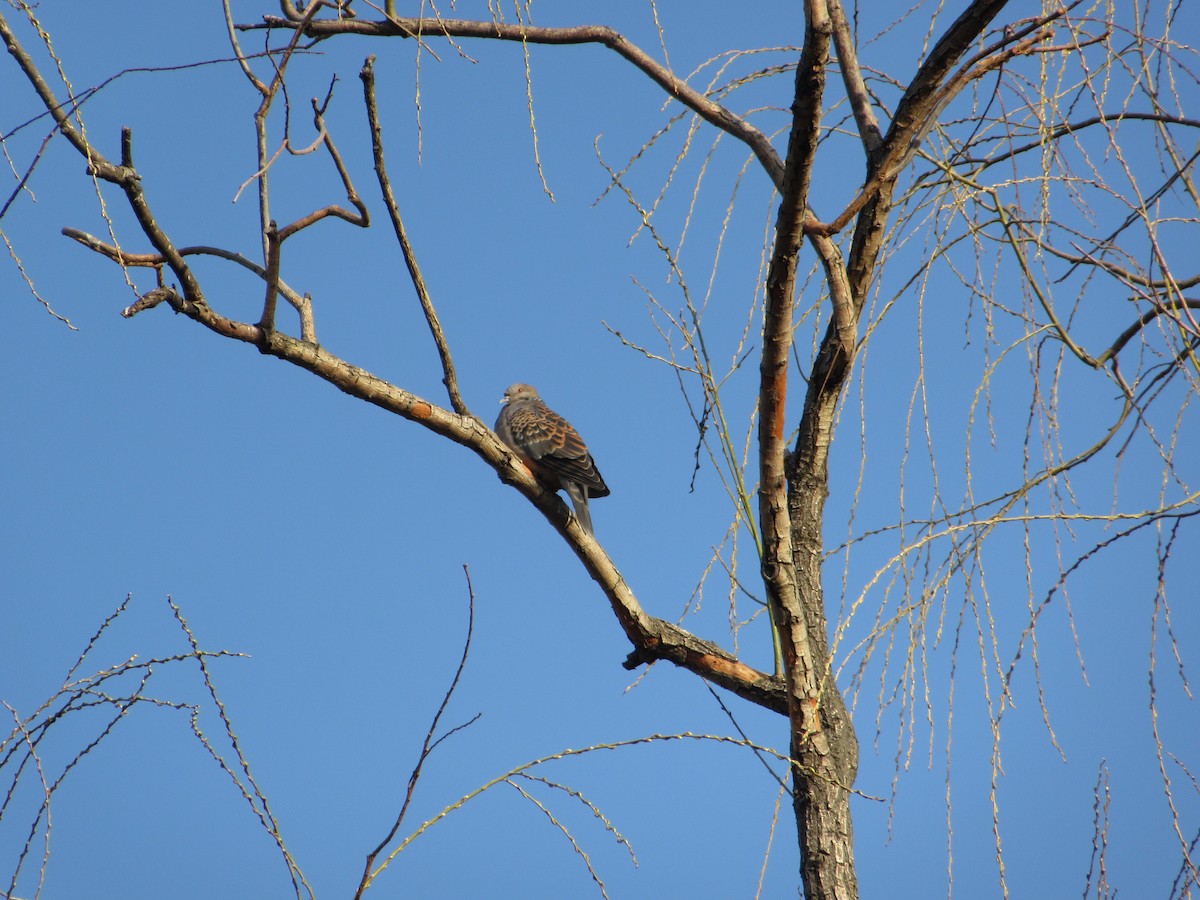 Orientturteltaube - ML652046668