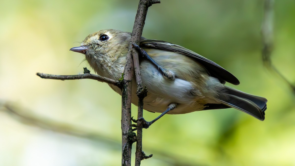 Hutton's Vireo - ML652046678