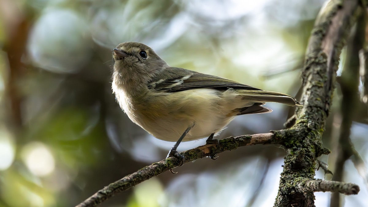Hutton's Vireo - ML652046679