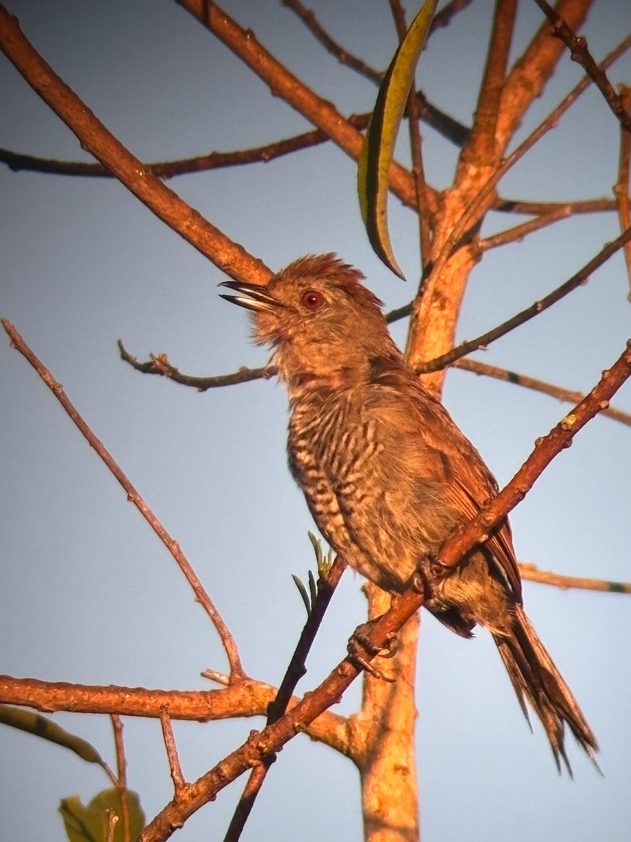 Batara à tête rousse - ML652046693