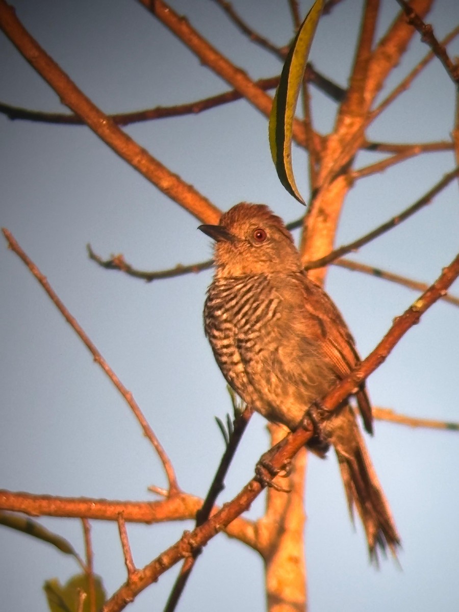 Batara à tête rousse - ML652046694