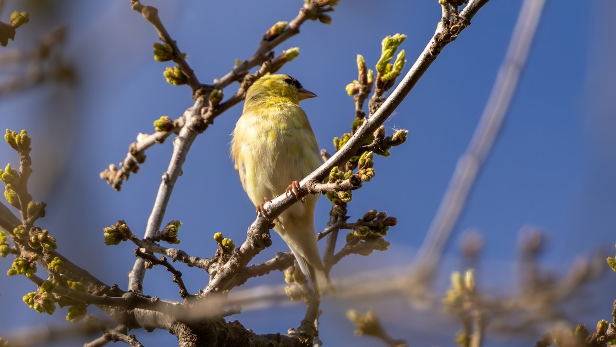 American Goldfinch - ML652046752