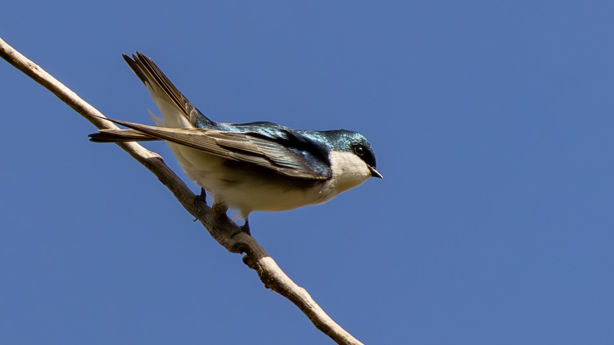 Tree Swallow - ML652046759
