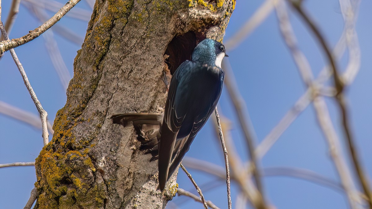 Tree Swallow - ML652046760