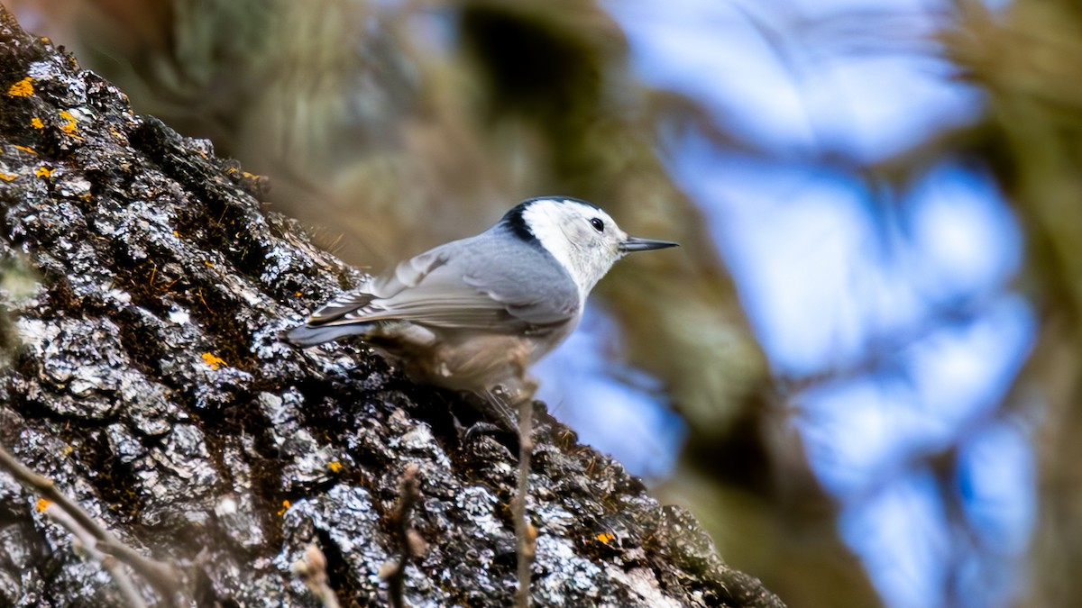 White-breasted Nuthatch - ML652046765