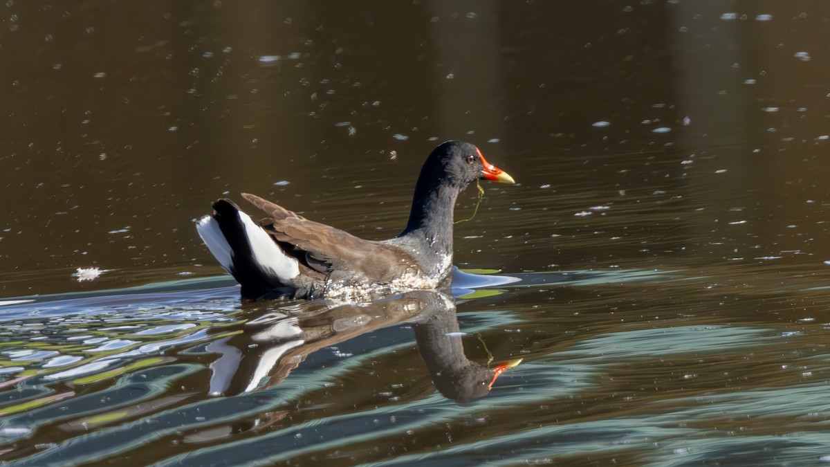 Common Gallinule - ML652046873