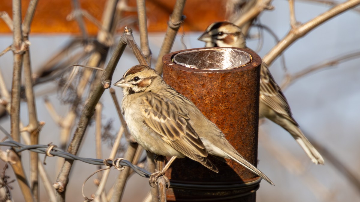 Lark Sparrow - ML652046902