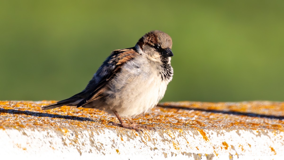 House Sparrow - ML652046977