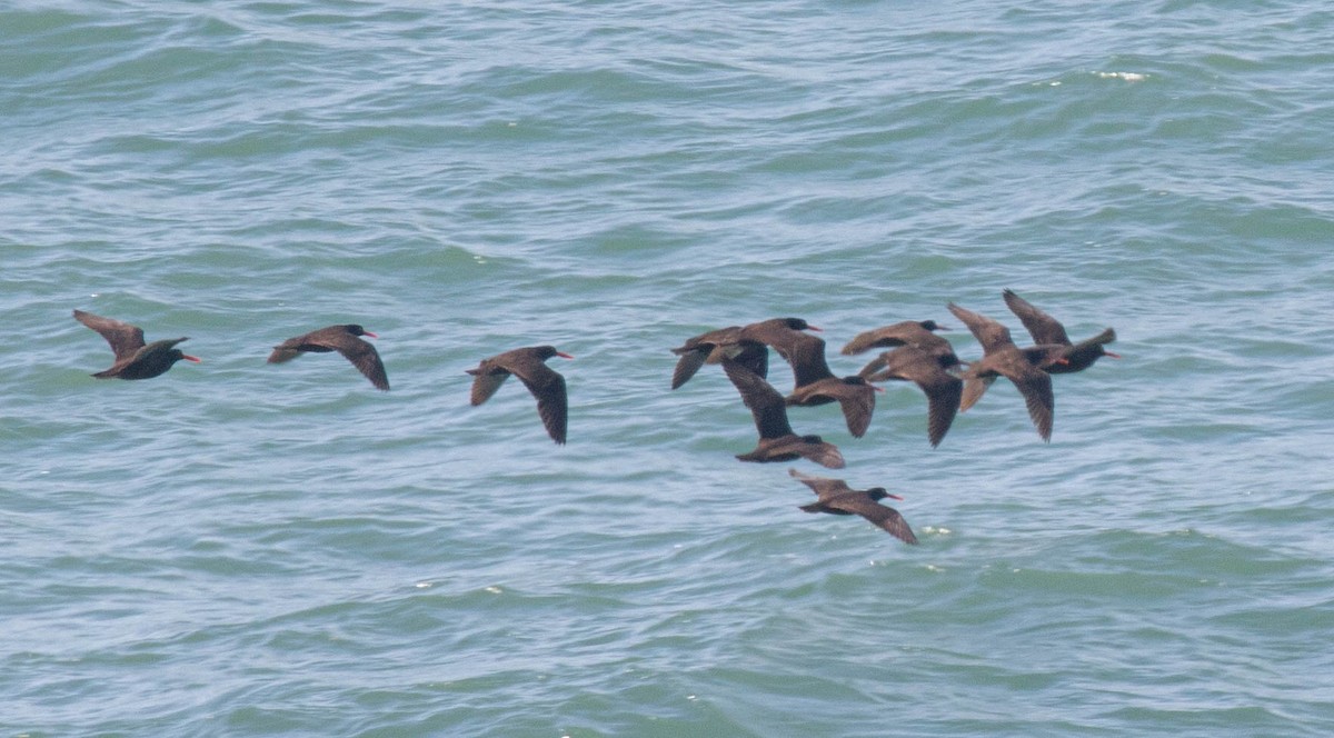 Kara Poyrazkuşu - ML652047308