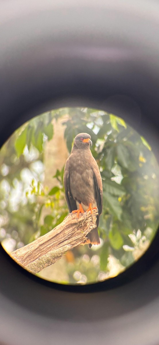 Milan des marais - ML652047352