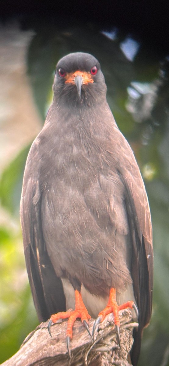 Milan des marais - ML652047353