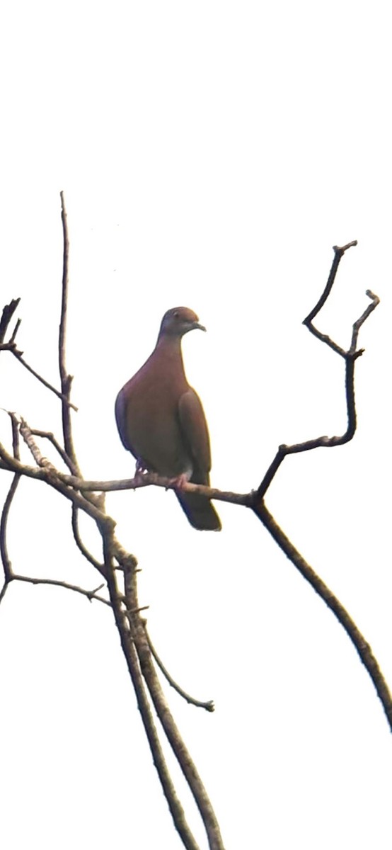 Pigeon rousset - ML652047398