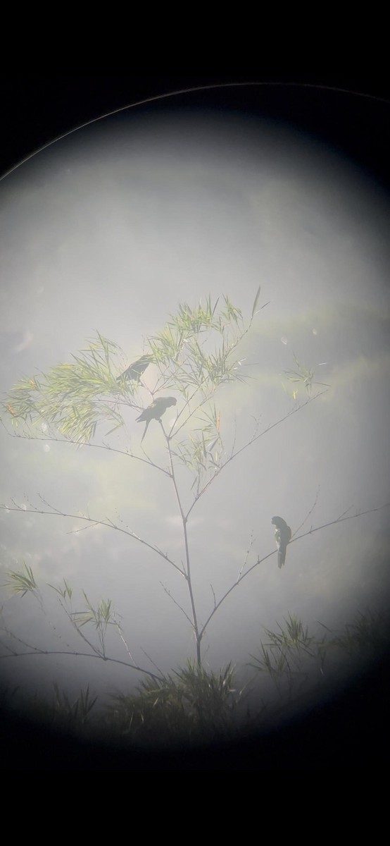 Conure pavouane - ML652047436