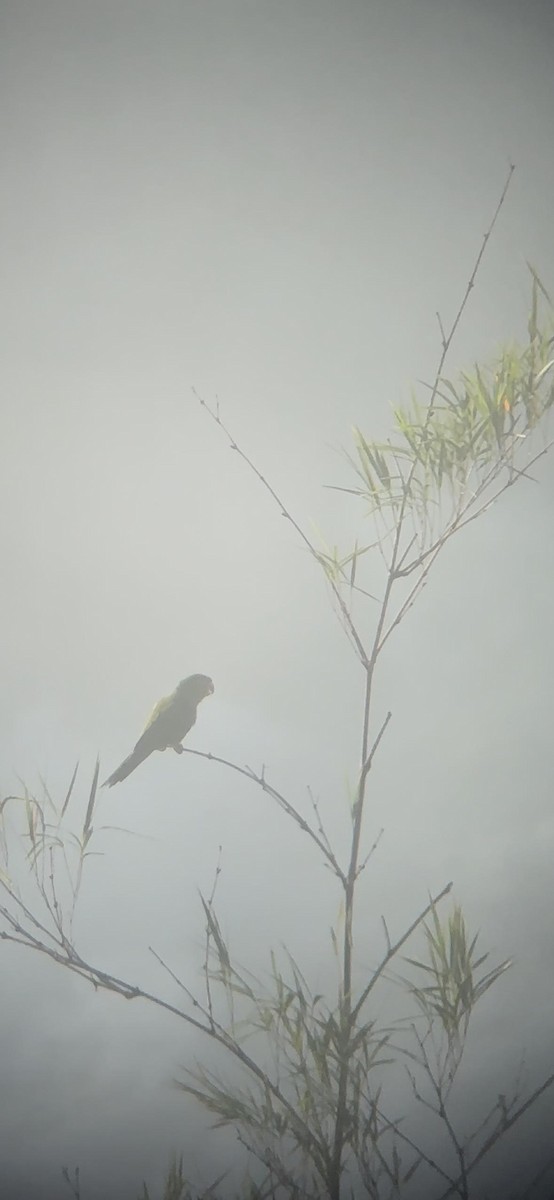 Conure pavouane - ML652047437