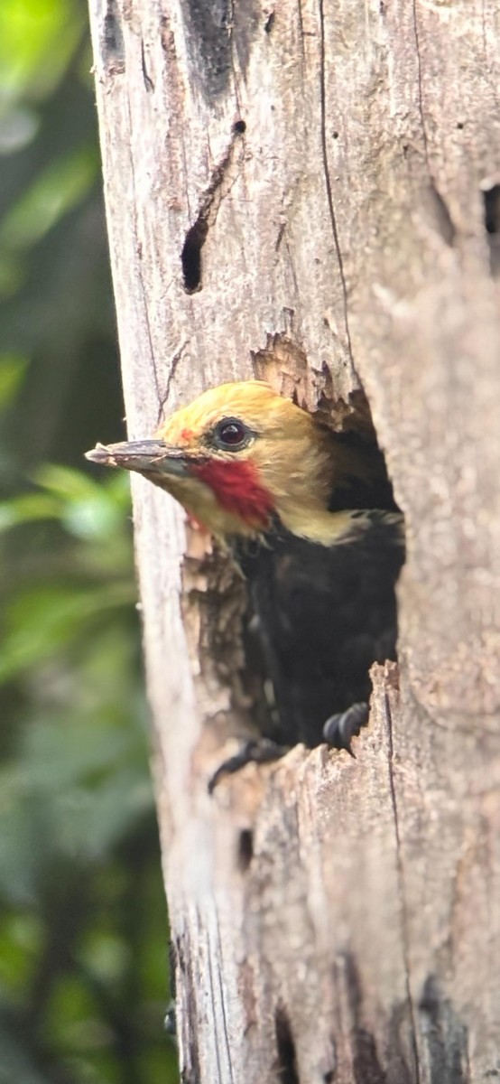 Pic à tête blonde - ML652047515