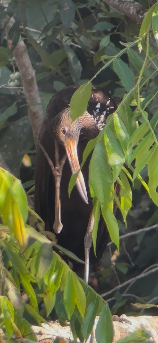 Courlan brun - ML652047615