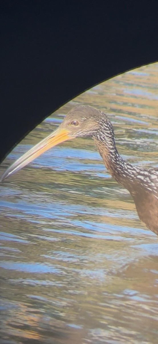 Courlan brun - ML652047616