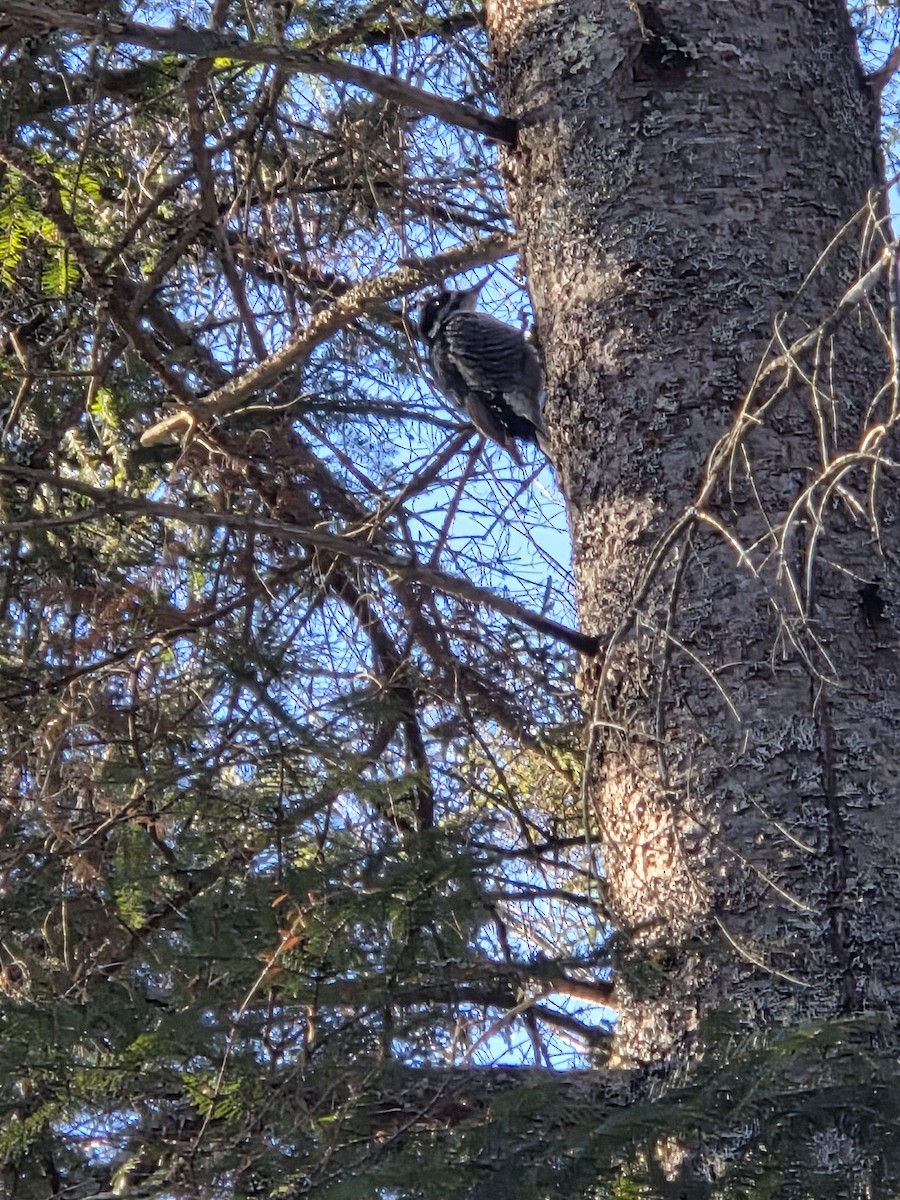 Черноспинный трёхпалый дятел - ML652048339