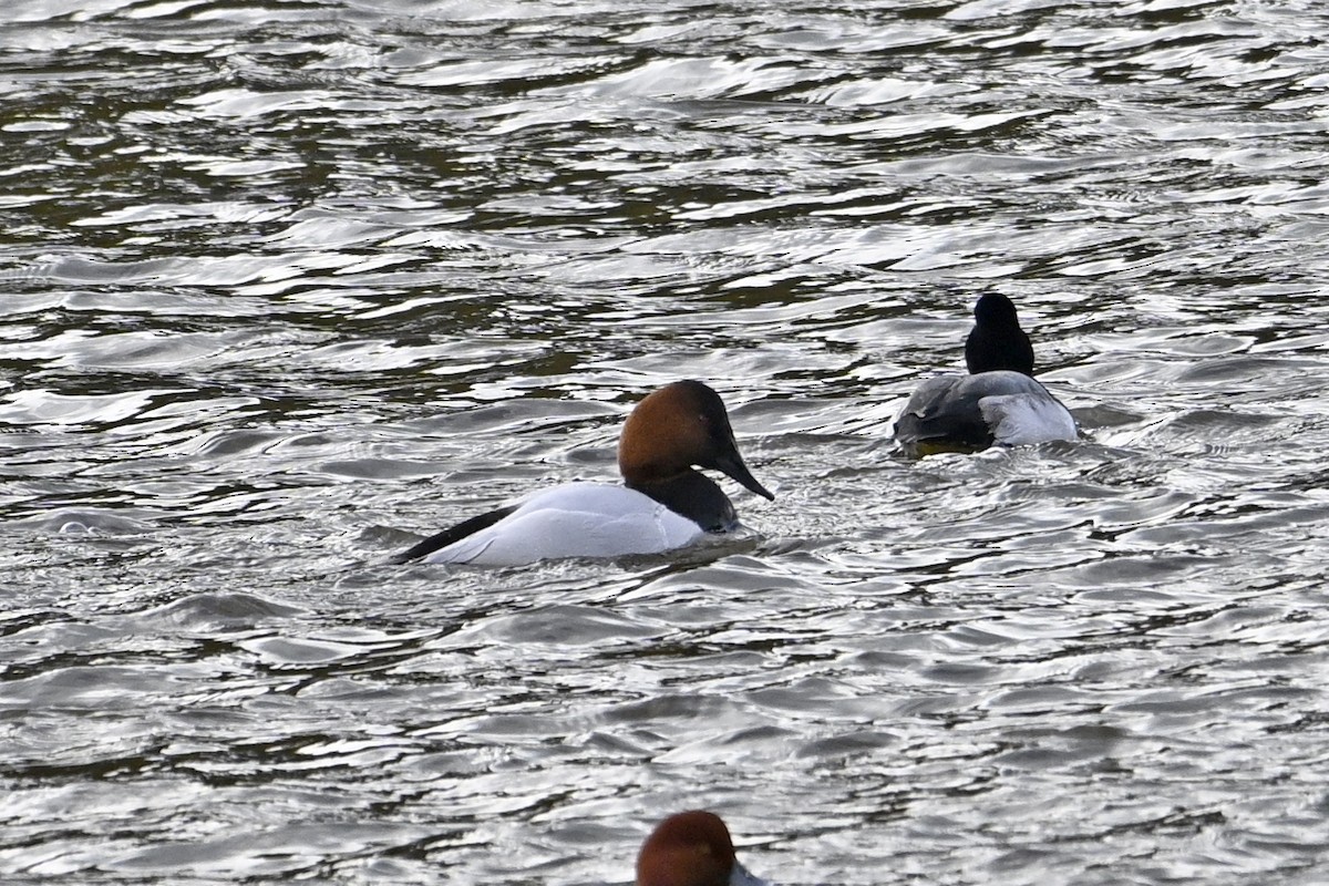 Парусиновый нырок - ML652048352