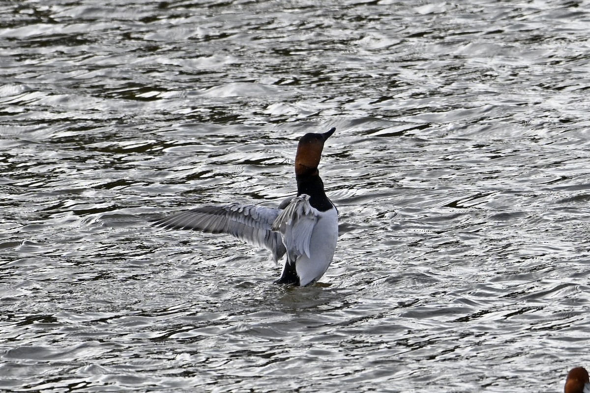 Парусиновый нырок - ML652048355