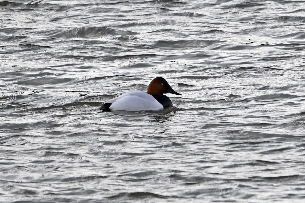 Парусиновый нырок - ML652048359