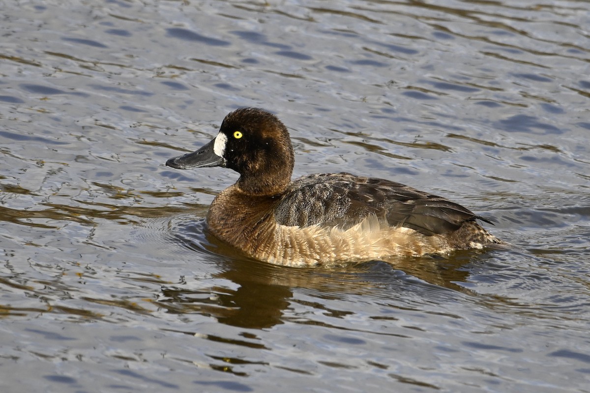 Морская чернеть - ML652048368