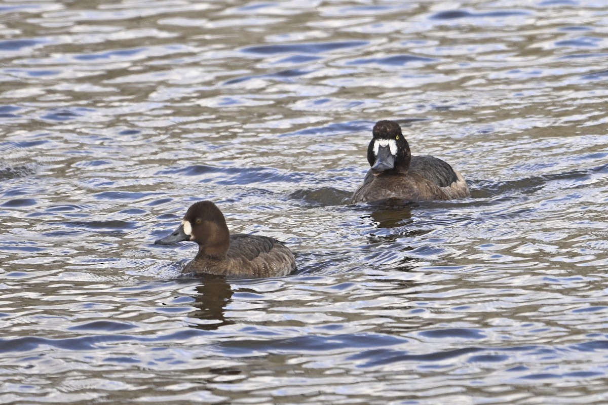 Малая морская чернеть - ML652048374