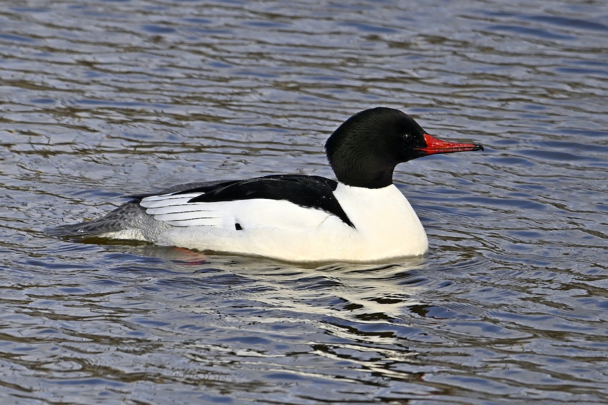 Большой крохаль - ML652048382