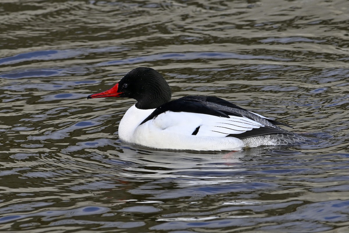 Большой крохаль - ML652048384