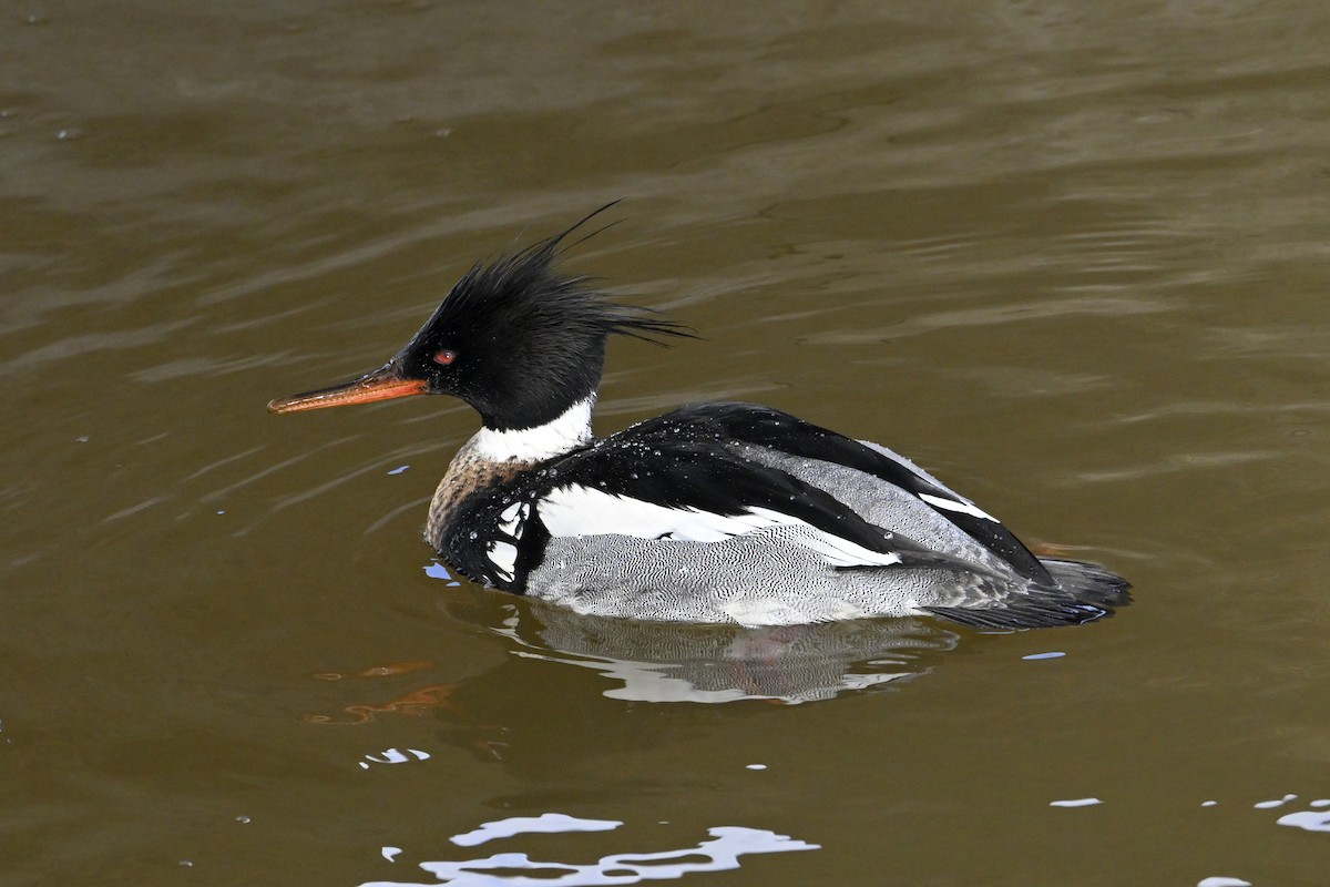 Длинноносый крохаль - ML652048391