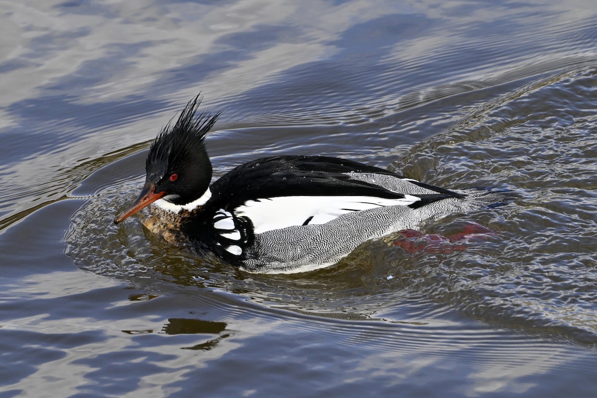 Длинноносый крохаль - ML652048395