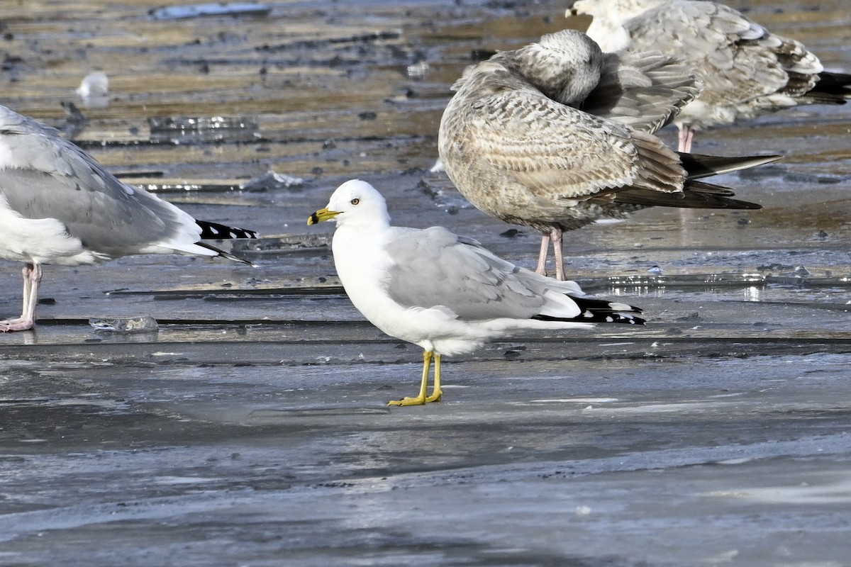 Делавэрская чайка - ML652048402