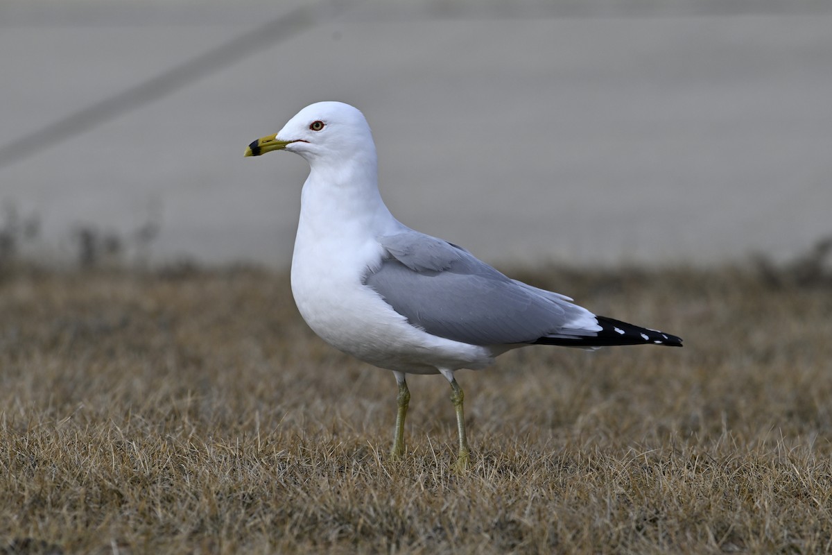 Делавэрская чайка - ML652048406