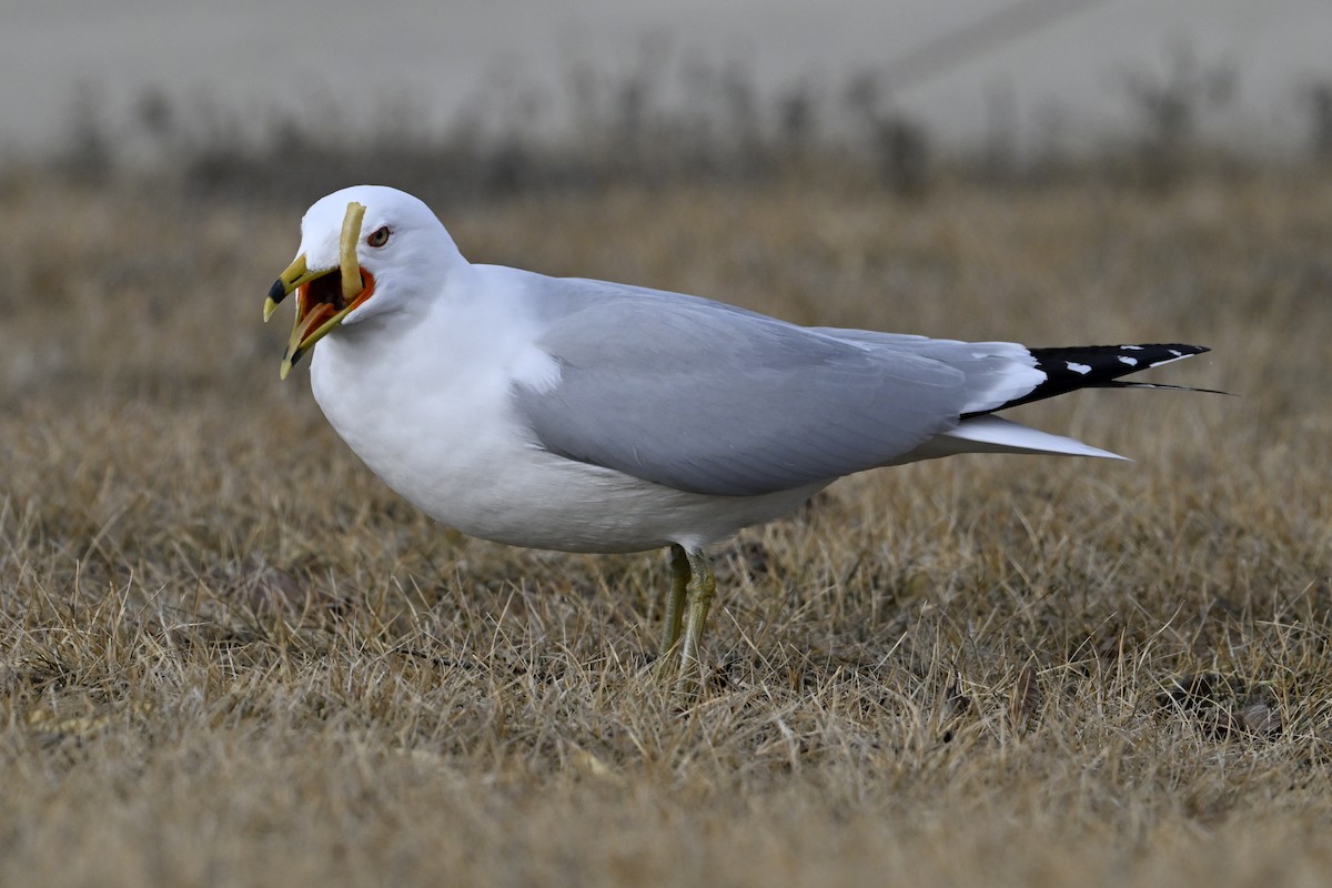 Делавэрская чайка - ML652048414