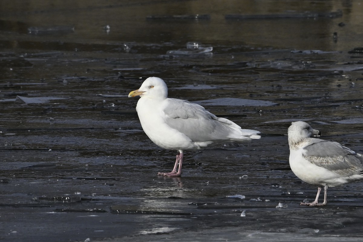 Бургомистр - ML652048426