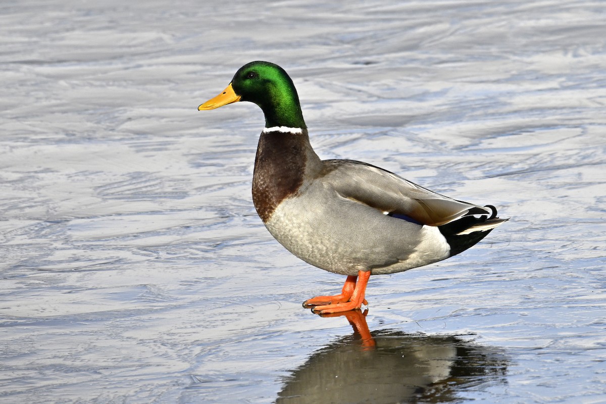 Кряква - ML652048435