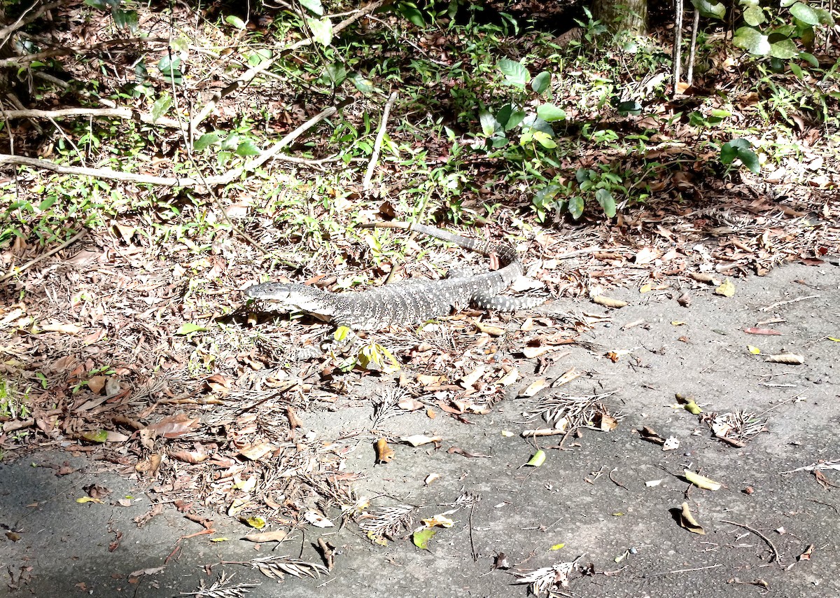 Buntwaran - ML652048468