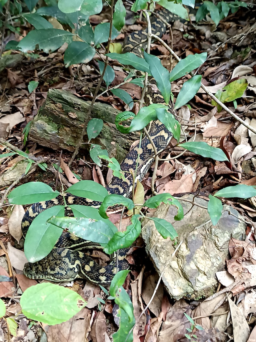 Coastal Carpet Python - ML652048765