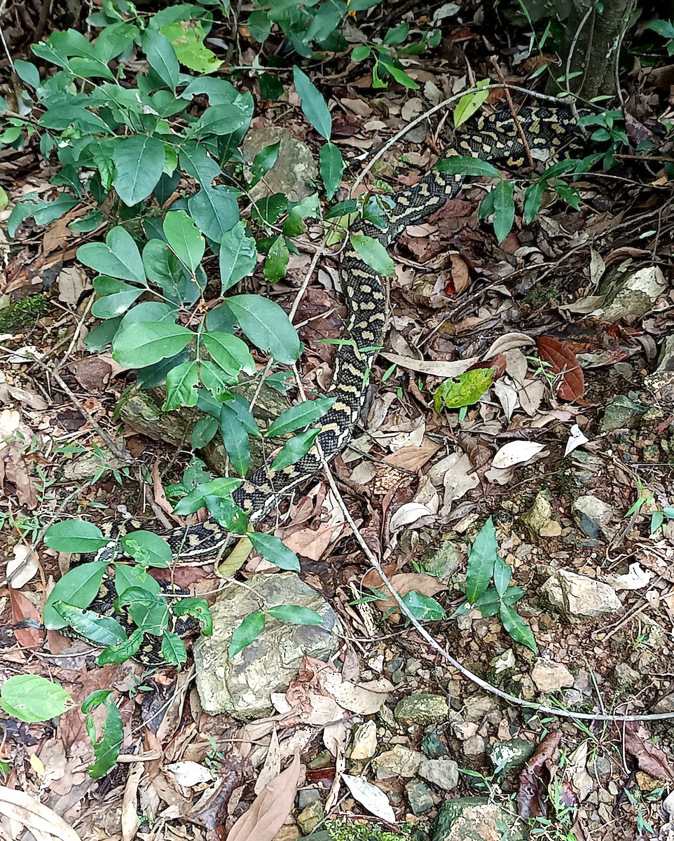 Coastal Carpet Python - ML652048781