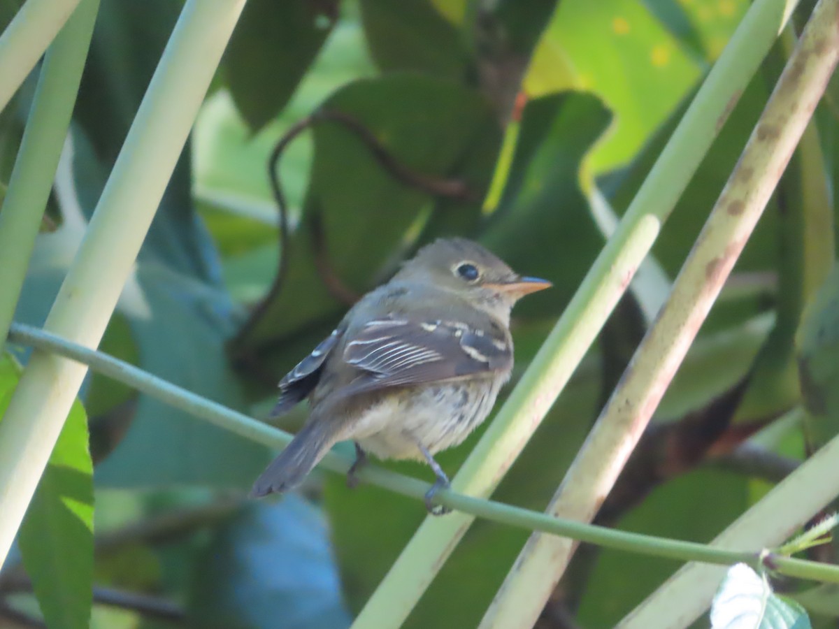 Восточный мухолов - ML652049495