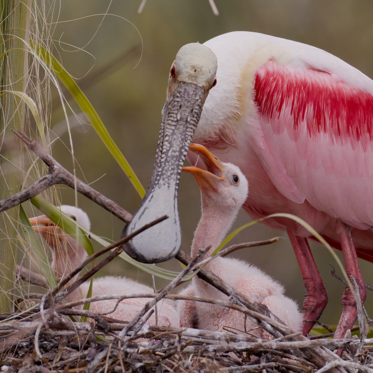 Roseate Spoonbill - ML652049821