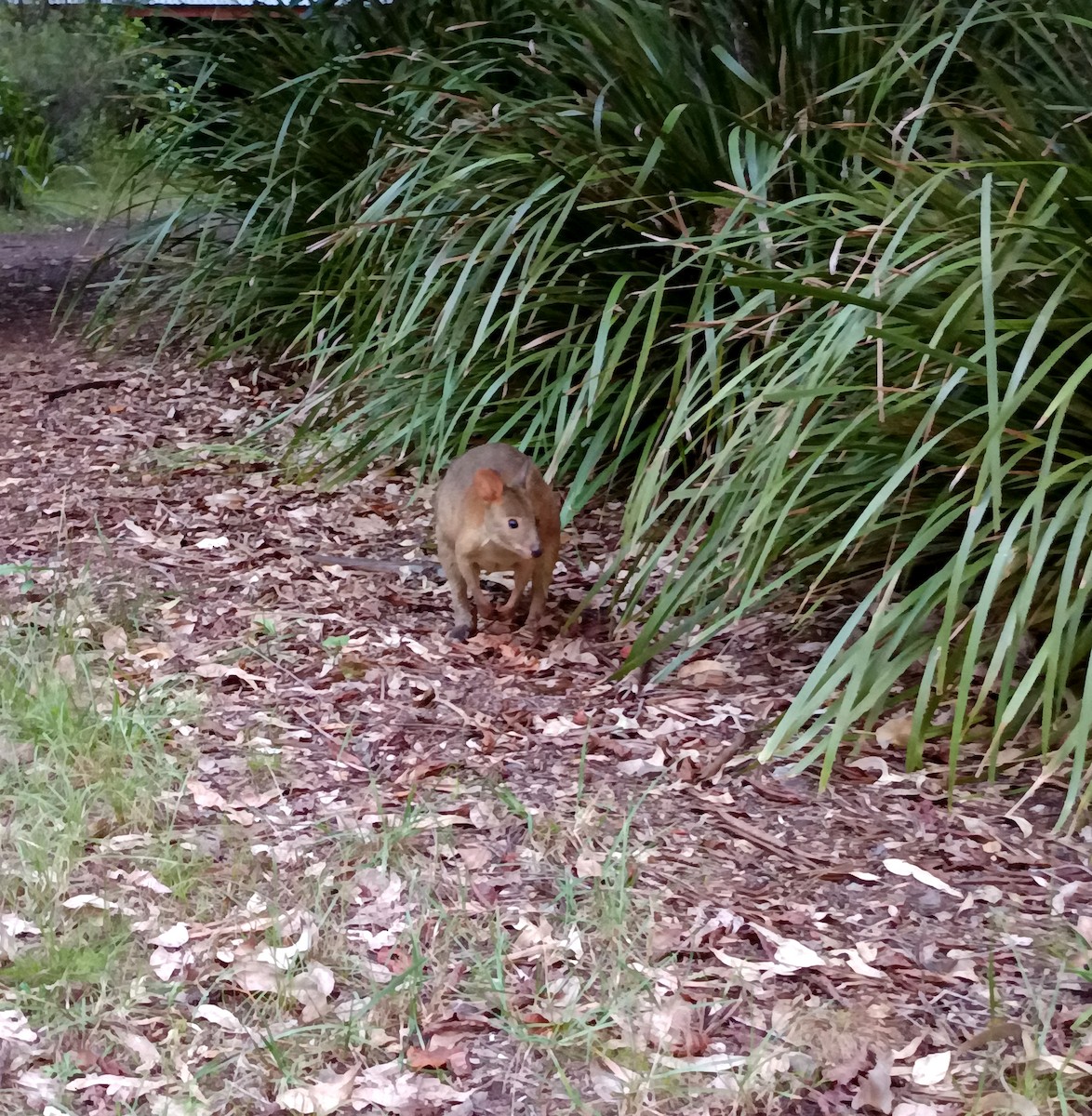 Rotbeinfilander - ML652050029