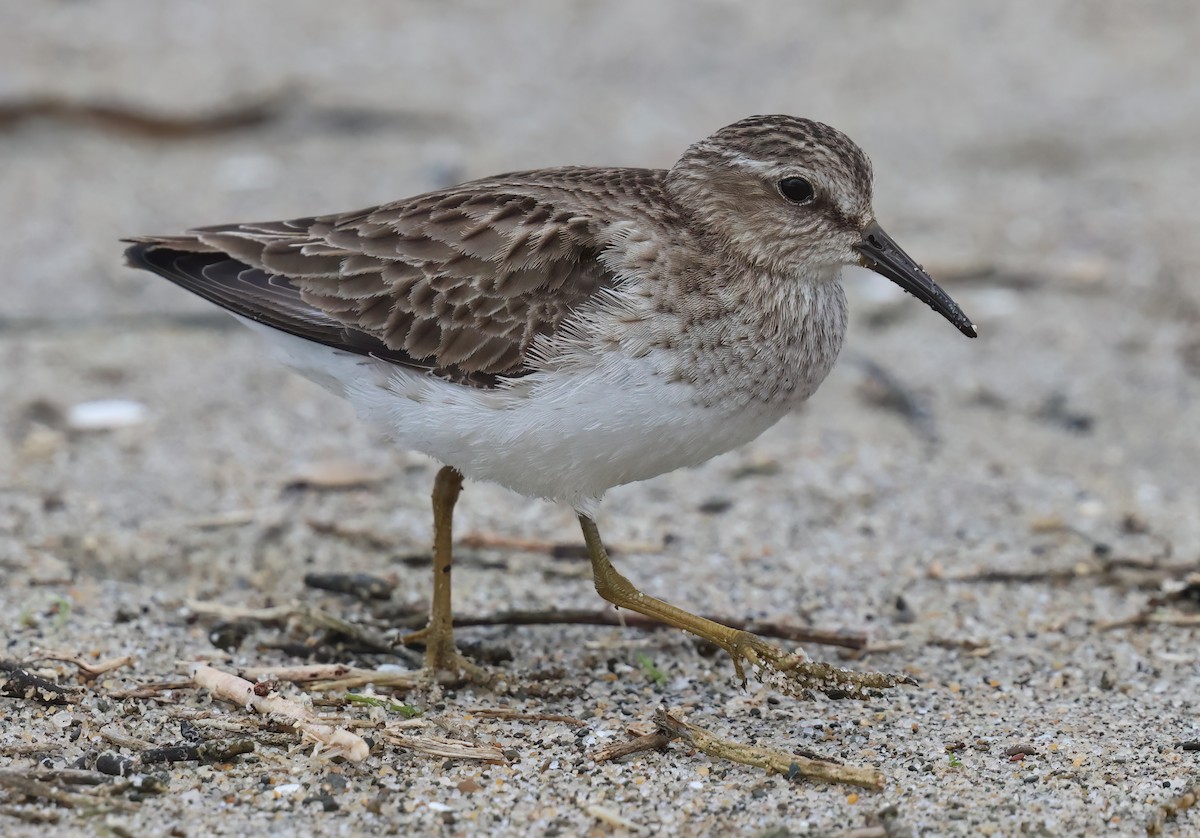 Correlimos Menudillo - ML652051259