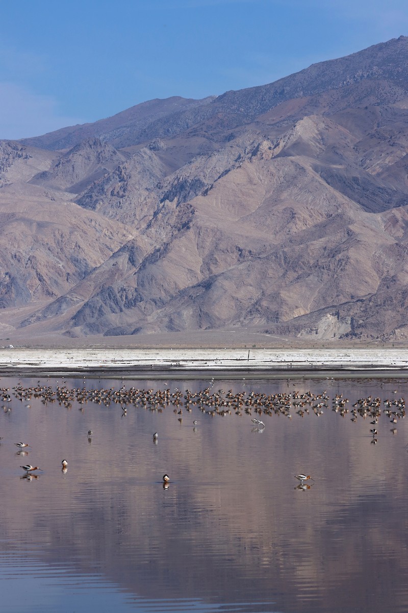 Avoceta Americana - ML652051583