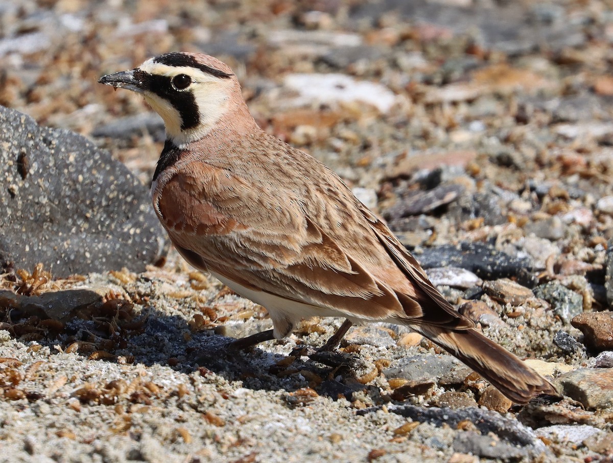 Alondra Cornuda - ML652051785