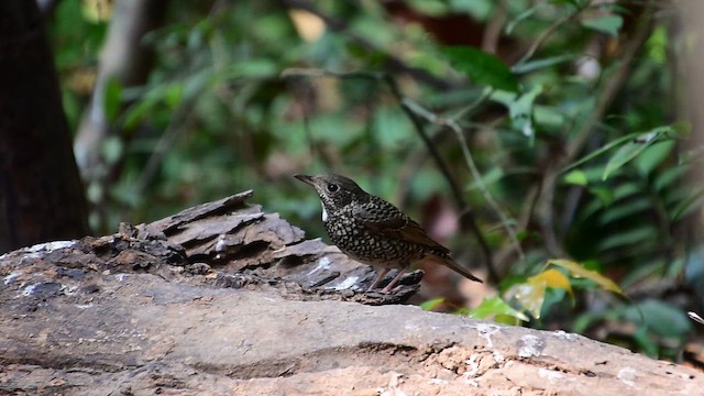 白喉磯鶇 - ML652051904