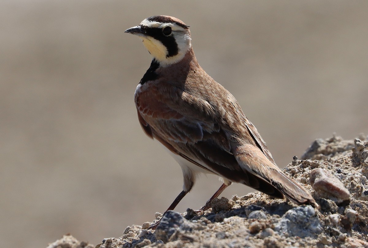 Alondra Cornuda - ML652051941